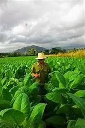 Visita a Vega de Tabaco